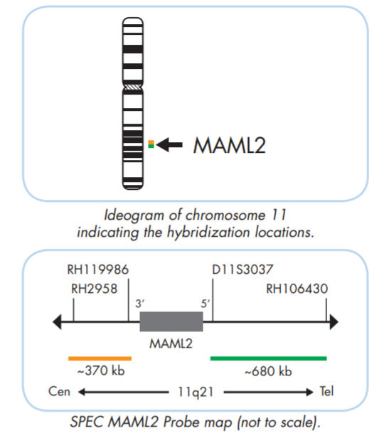 MAML2 break apart